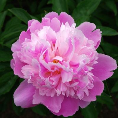 半岛官网入口网页版手机app下载